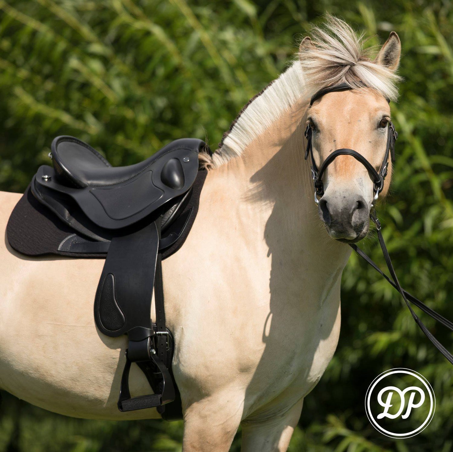 DP Saddlery quantum sport hafflinger short backed horse