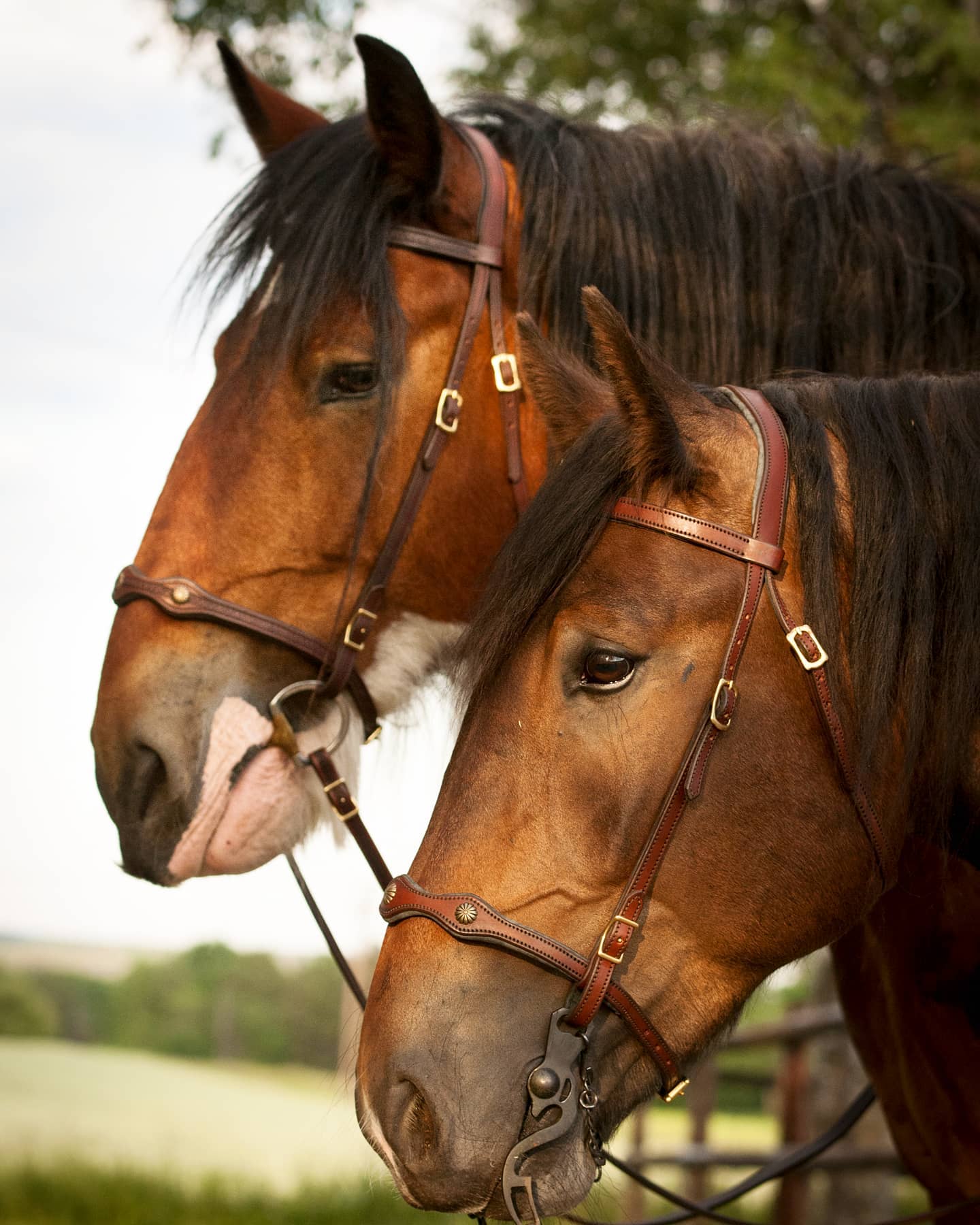 DP Saddlery Soft Feel Baroque Bridle SF21 SF20