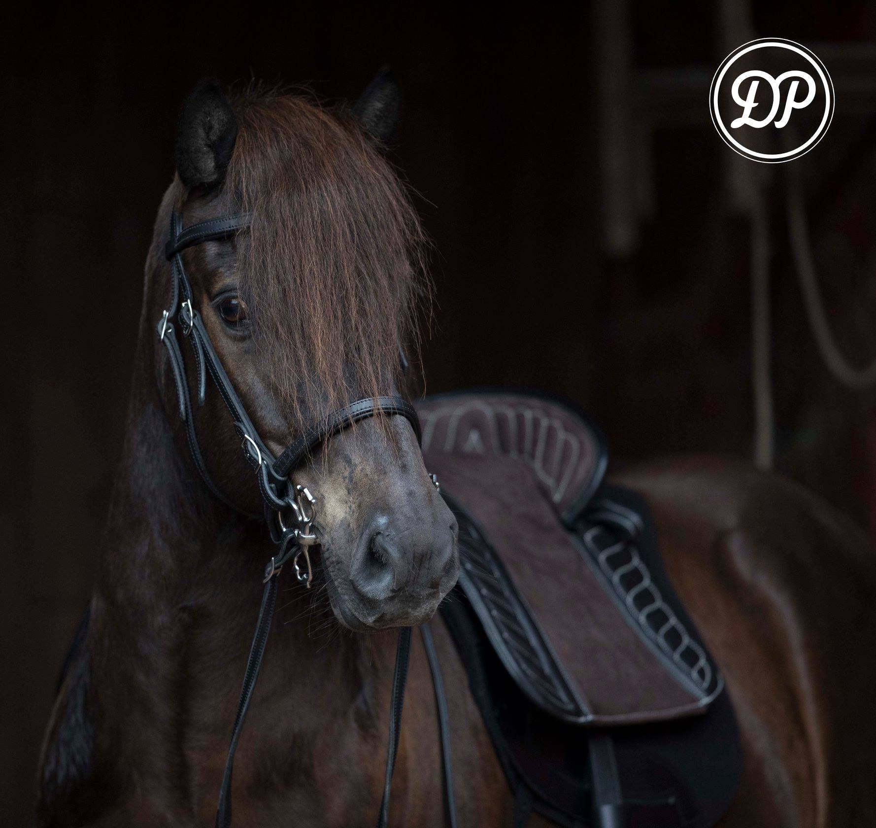DP Saddlery Espanola baroque adjustable treeless saddle
