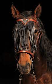 DP Saddlery Soft Feel Bridle Espera SF25