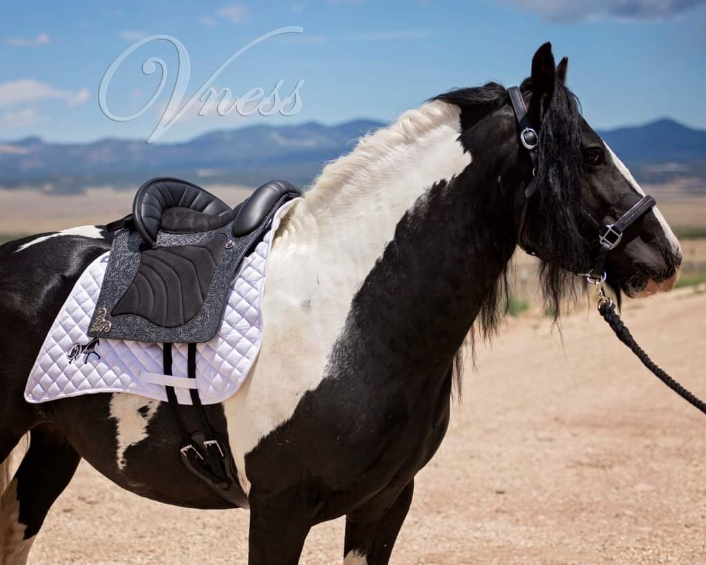 DP Saddlery Espera Saddle 8576 S2