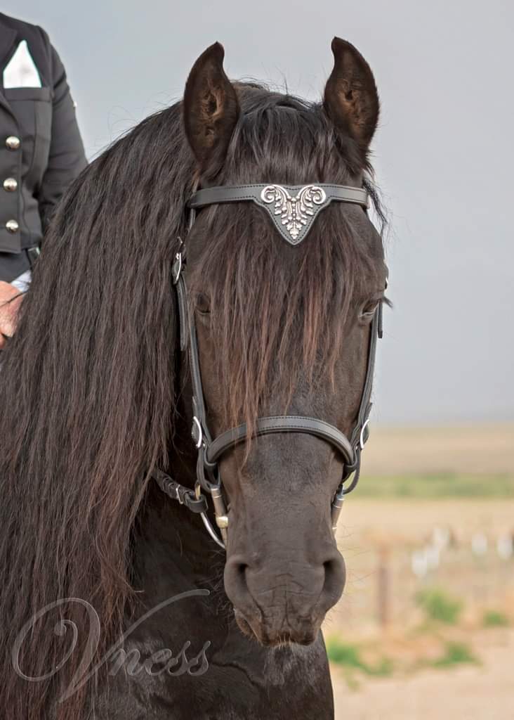 DP Saddlery Soft Feel Bridle Espera SF25