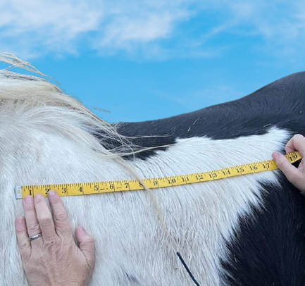 What is the weight bearing surface area of a saddle