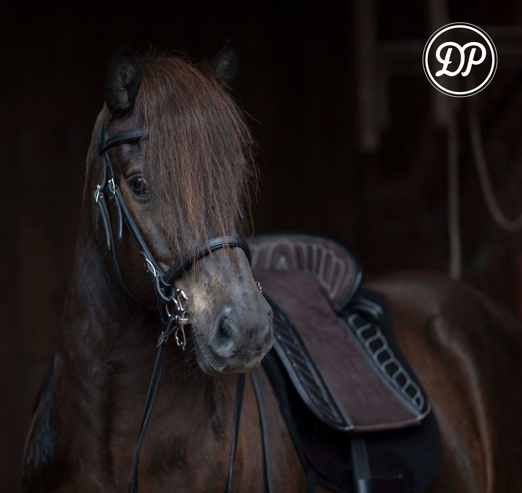 DP Saddlery Espanola baroque adjustable treeless saddle 